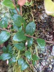 Sphyrospermum buxifolium