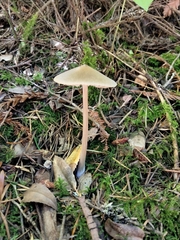 Entoloma cetratum