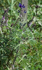 Lupinus pilosus