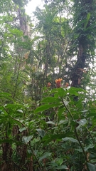 Costus barbatus