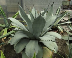 Agave parrasana