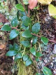 Sphyrospermum buxifolium