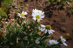 Anthemis leucanthemifolia