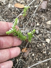 Sedum pulchellum
