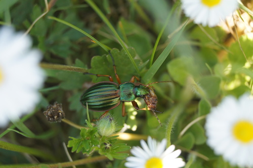 Golden Ground Beetle, 6576 Ooij, Nederland, photo 5 of 10