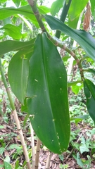 Costus barbatus