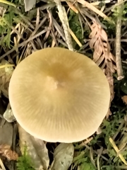 Entoloma cetratum