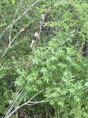 Rhus lanceolata