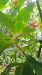 Costus barbatus