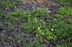 Anemonoides × lipsiensis