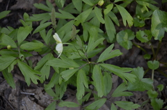 Anemonoides × lipsiensis