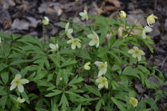 Anemonoides × lipsiensis