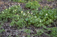 Anemonoides × lipsiensis