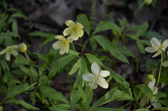 Anemonoides × lipsiensis