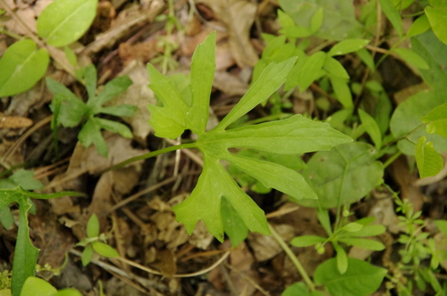 Image of Viola stoneana by (c) Eric Knight, some rights reserved (CC BY)