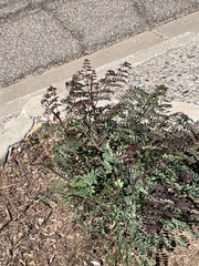 Erythrostemon gilliesii