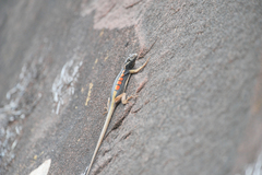 Tropidurus melanopleurus