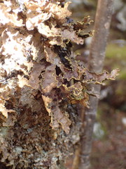 Pseudocyphellaria holarctica