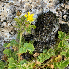 Ivesia saxosa