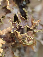 Pseudocyphellaria holarctica