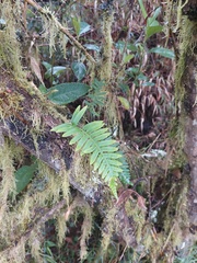 Sphyrospermum buxifolium