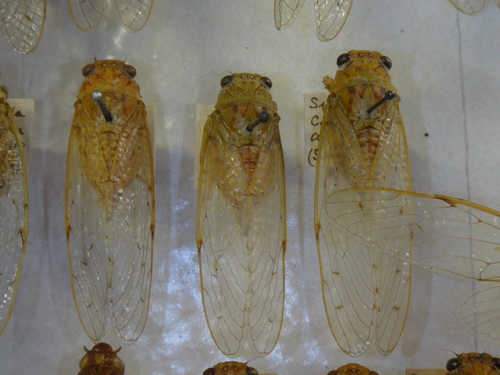 Clearwing Lichen Cicada