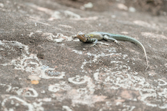 Tropidurus melanopleurus