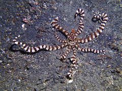 Wunderpus photogenicus