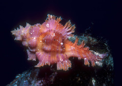 Chicoreus ingridmariae