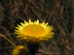 Helichrysum cooperi