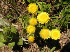 Helichrysum cooperi