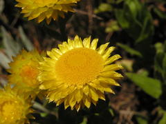 Helichrysum cooperi