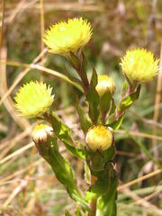 Helichrysum cooperi