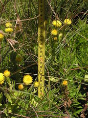 Helichrysum cooperi