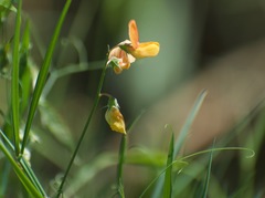 Lathyrus hierosolymitanus