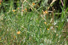 Lathyrus hierosolymitanus
