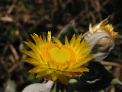 Helichrysum albilanatum