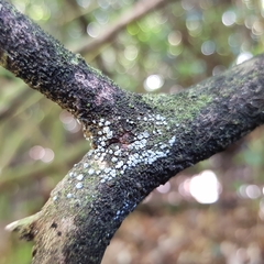 Proliferodiscus pulveraceus