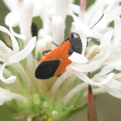 Melanopleurus belfragei