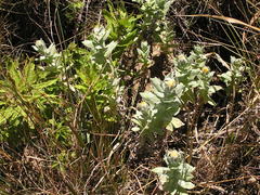 Helichrysum albilanatum
