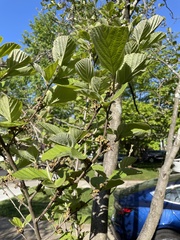 Hamamelis mollis