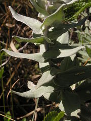 Helichrysum albilanatum