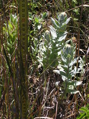 Helichrysum albilanatum