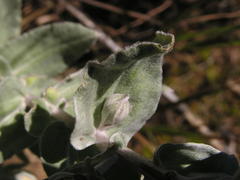 Helichrysum albilanatum