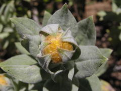 Helichrysum albilanatum