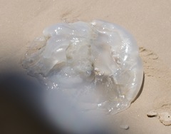 Rhizostomatidae