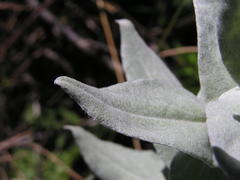 Helichrysum albilanatum