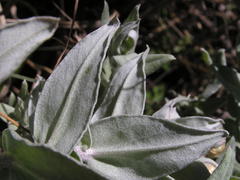 Helichrysum albilanatum