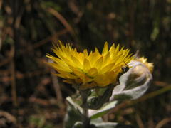 Helichrysum albilanatum