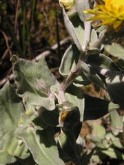Helichrysum albilanatum